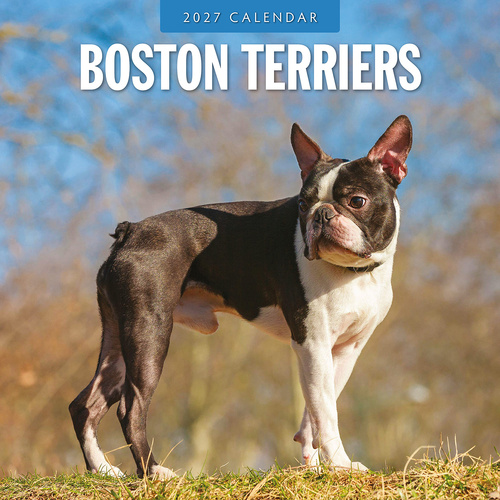 2027 16-Month Calendar Boston Terriers Square Wall, Red Robin RR271193