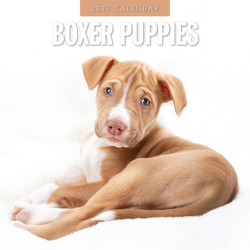 2027 16-Month Calendar Boxer Puppies Square Wall, Red Robin RR271195