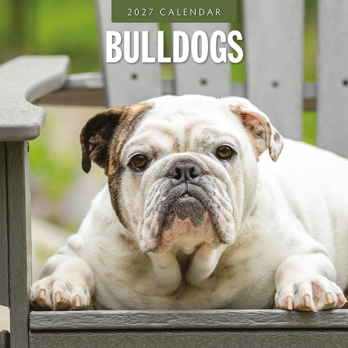2027 16-Month Calendar Bulldogs Square Wall, Red Robin RR271198