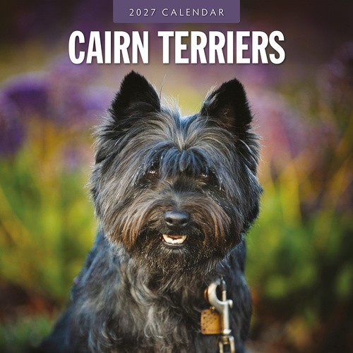 2027 16-Month Calendar Cairn Terriers Square Wall, Red Robin RR271200