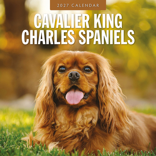 2027 16-Month Calendar Cavalier King Charles Spaniels Square Wall, Red Robin RR271201