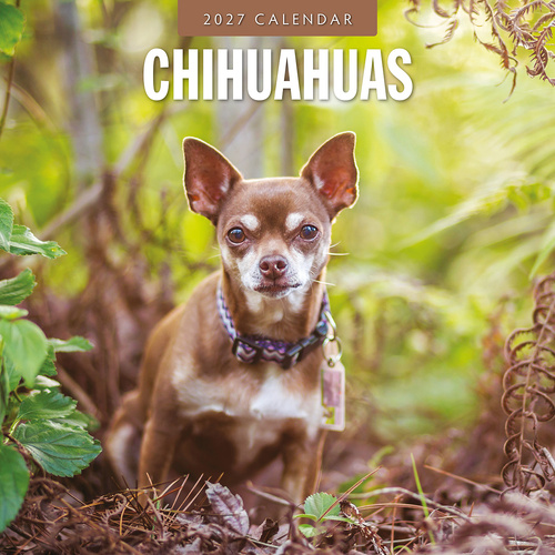 2027 16-Month Calendar Chihuahuas Square Wall, Red Robin RR271203