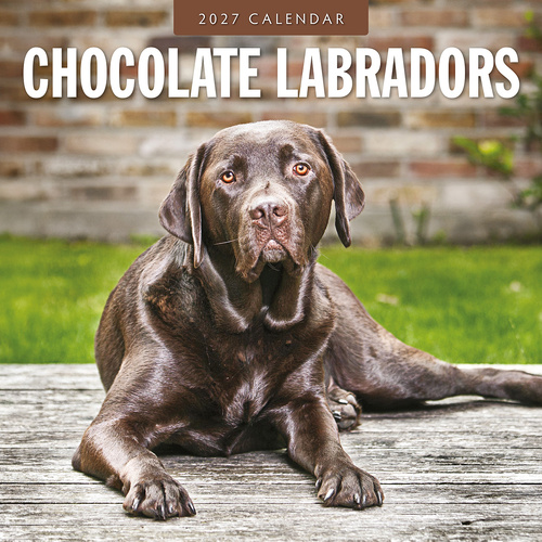 2027 16-Month Calendar Chocolate Labradors Square Wall, Red Robin RR271204
