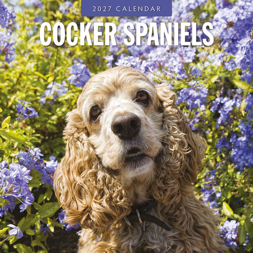 2027 16-Month Calendar Cocker Spaniels Square Wall, Red Robin RR271207