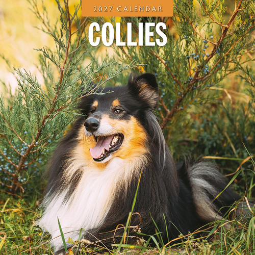 2027 16-Month Calendar Collies Square Wall, Red Robin RR271208