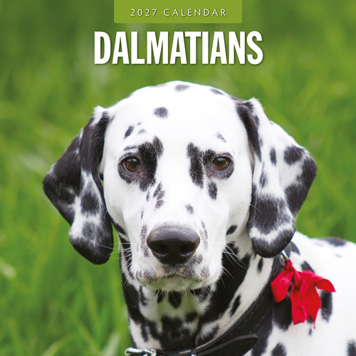 2027 16-Month Calendar Dalmatians Square Wall, Red Robin RR271212