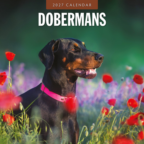 2027 16-Month Calendar Dobermans Square Wall, Red Robin RR271213