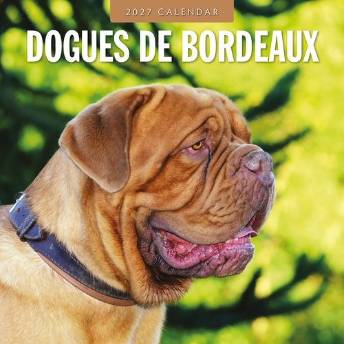 2027 16-Month Calendar Dogues de Bordeaux Square Wall, Red Robin RR271214