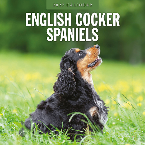 2027 16-Month Calendar English Cocker Spaniels Square Wall, Red Robin RR271215