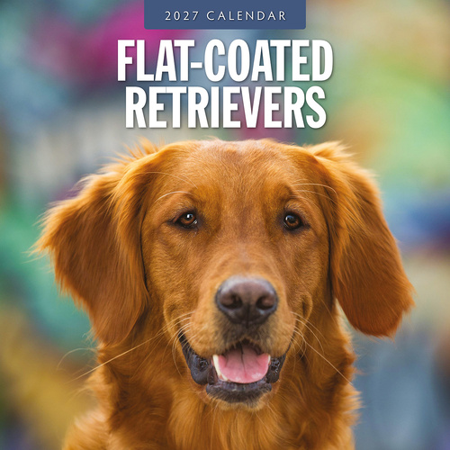 2027 16-Month Calendar Flat-coated Retrievers Square Wall, Red Robin RR271218