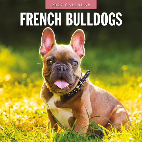 2027 16-Month Calendar French Bulldogs Square Wall, Red Robin RR271220
