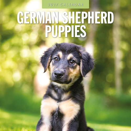 2027 16-Month Calendar German Shepherd Puppies Square Wall, Red Robin RR271221