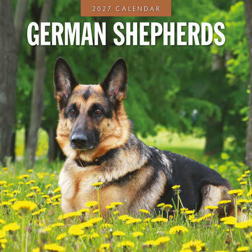2027 16-Month Calendar German Shepherds Square Wall, Red Robin RR271222