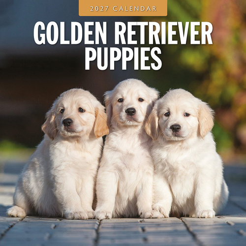 2027 16-Month Calendar Golden Retriever Puppies Square Wall, Red Robin RR271224