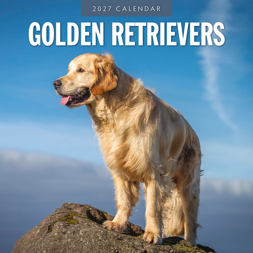 2027 16-Month Calendar Golden Retrievers Square Wall, Red Robin RR271225