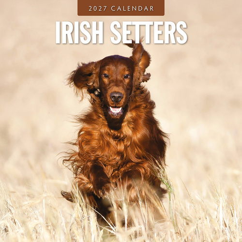 2027 16-Month Calendar Irish Setters Square Wall, Red Robin RR271231