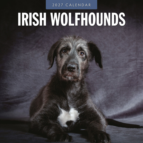 2027 16-Month Calendar Irish Wolfhounds Square Wall, Red Robin RR271232