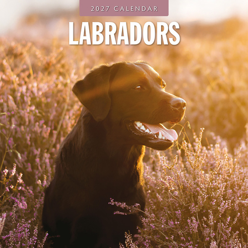 2027 16-Month Calendar Labradors Square Wall, Red Robin RR271237