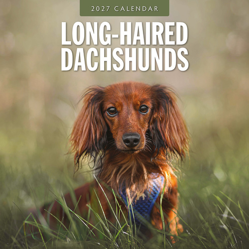 2027 16-Month Calendar Long-haired Dachshunds Square Wall, Red Robin RR271239