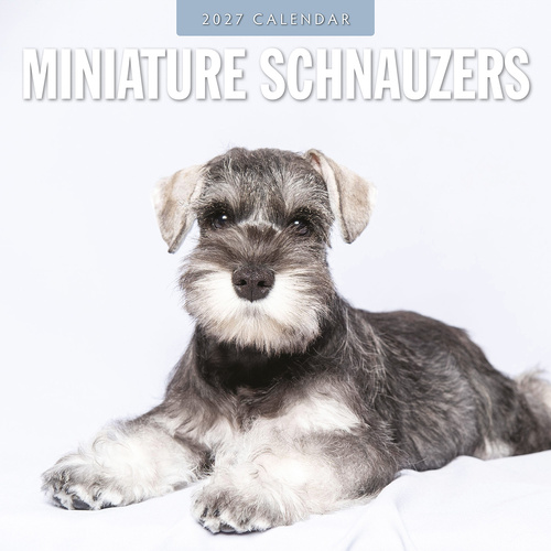 2027 16-Month Calendar Miniature Schnauzer Square Wall, Red Robin RR271243