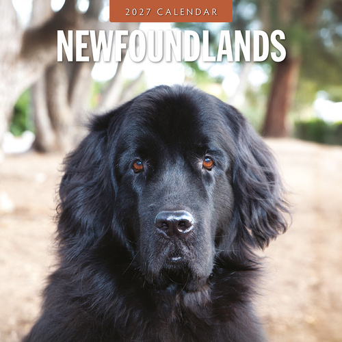2027 16-Month Calendar Newfoundlands Square Wall, Red Robin RR271244