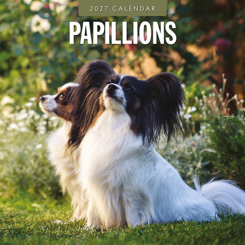 2027 16-Month Calendar Papillions Square Wall, Red Robin RR271247