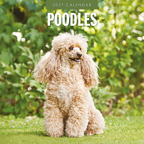 2027 16-Month Calendar Poodles Square Wall, Red Robin RR271253