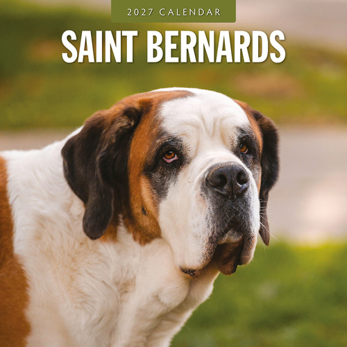 2027 16-Month Calendar Saint Bernards Square Wall, Red Robin RR271258