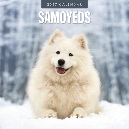 2027 16-Month Calendar Samoyeds Square Wall, Red Robin RR271259