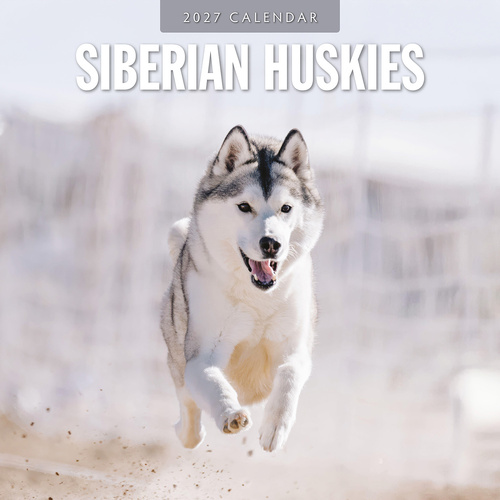 2027 16-Month Calendar Siberian Huskies Square Wall, Red Robin RR271267