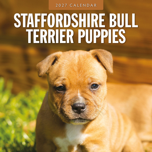 2027 16-Month Calendar Staffordshire Bull Terrier Puppies Square Wall, Red Robin RR271269