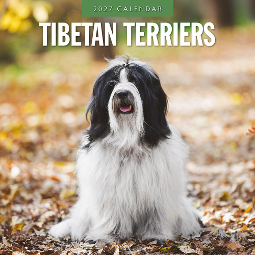 2027 16-Month Calendar Tibetan Terriers Square Wall, Red Robin RR271271
