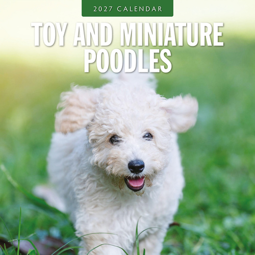 2027 16-Month Calendar Toy and Miniature Poodles Square Wall, Red Robin RR271272