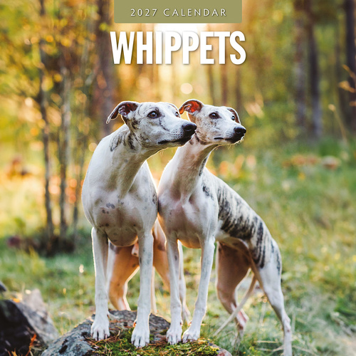 2027 16-Month Calendar Whippets Square Wall, Red Robin RR271278