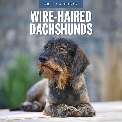 2027 16-Month Calendar Wire-haired Dachshunds Square Wall, Red Robin RR271281