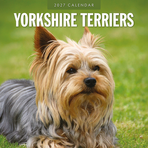 2027 16-Month Calendar Yorkshire Terriers Square Wall, Red Robin RR271285