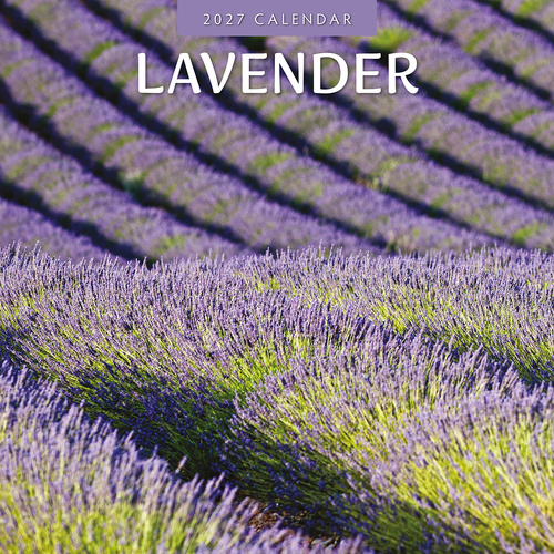 2027 16-Month Calendar Lavender Square Wall, Red Robin RR271127