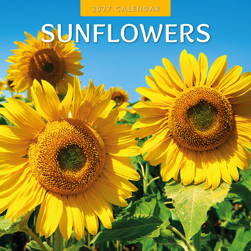 2027 16-Month Calendar Sunflowers Square Wall, Red Robin RR271130