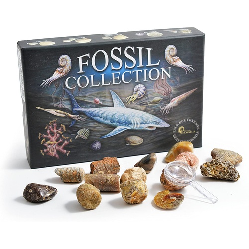 British Fossils Fossil Collection Box, 3153