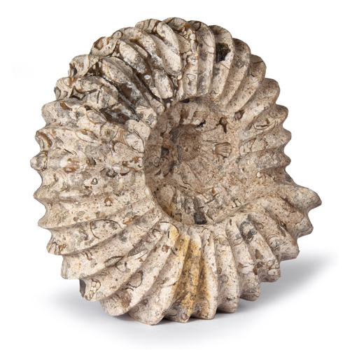 British Fossils Carved Fossil Stone in Ammonite Shape, 3185