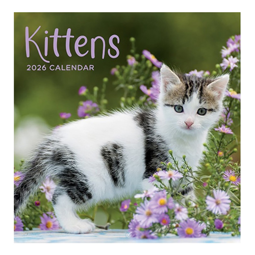 2026 Calendar Kittens Square Wall, Design Group CAL26036