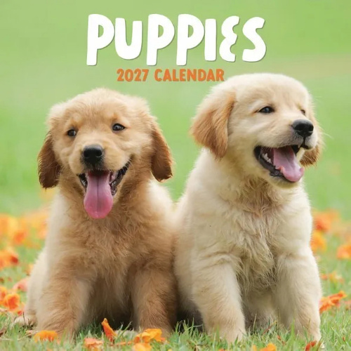 2027 Calendar Design Group Puppies Square Wall, CAL27035