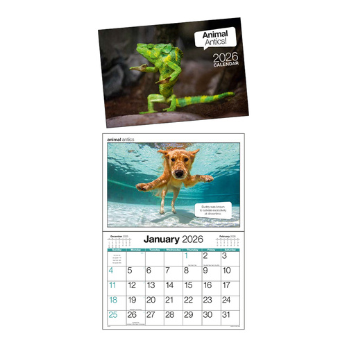 2026 Calendar Animal Antics A4 Horizontal Wall, easy2C 4281