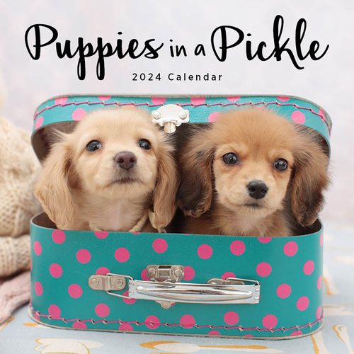 2024 Calendar Puppies In A Pickle Square Wall, Paper Pocket CAB27