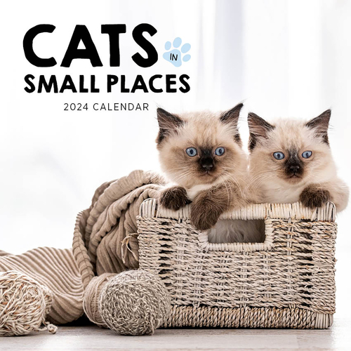 2022 Calendar Cats In Small Places Square Wall by Paper Pocket