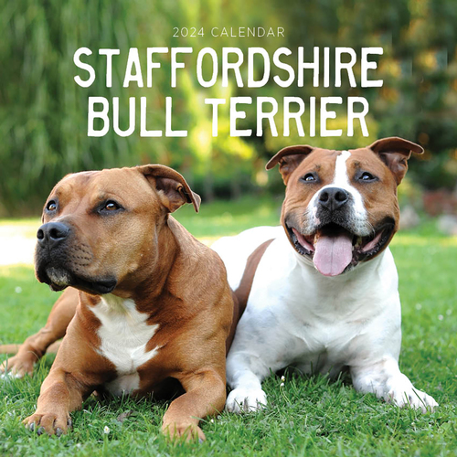 2024 Calendar Staffordshire Bull Terriers Square Wall, Paper Pocket CAB32