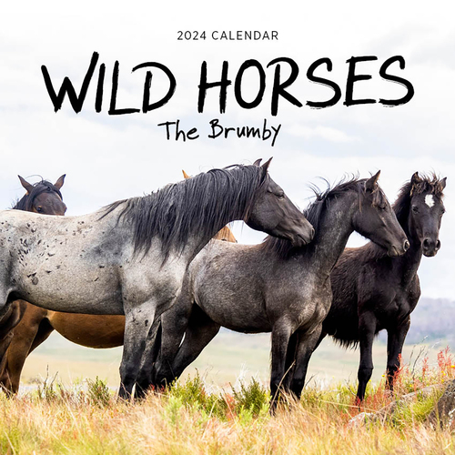 2024 Calendar Wild Horses The Brumby Square Wall, Paper Pocket COB33