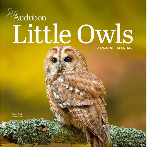 2026 Calendar Audubon Little Owls Mini Wall, Workman