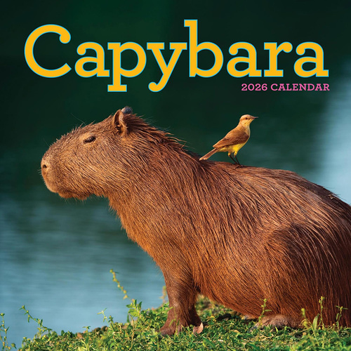2026 Calendar Capybara Square Wall, Workman