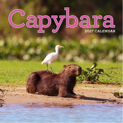 2027 Calendar Capybara Square Wall, Workman